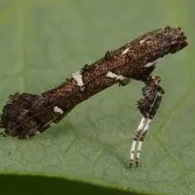 thumbnail for publication: Tallow Leaf Roller (suggested common name) Caloptilia triadicae (Davis) (Insecta: Lepidoptera: Gracillariidae)